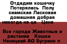 Отдадим кошечку.Потерялась. Полу сиамская.Ласковая,домашняя,добрая,никогда не ца › Цена ­ 1 - Все города Животные и растения » Кошки   . Ненецкий АО,Бугрино п.